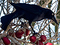 Greater Antillean Grackle, La Boca de Guam, Zapata Peninsula, Cuba