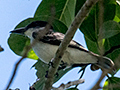 Giant Kingbird, A Cuban Endemic, Hacienda Cortina, La Gira National Park, Cuba