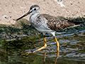 Greater Yellowlegs, San Luis Ditch, Cuba