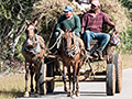 Horse-Drawn Wagon, La Cuchilla, Matanzas, Cuba