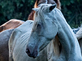 Horses, Refugio de Fauna Bermejas, Cuba