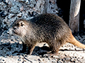 Hutia, La Boca de Guam, Zapata Peninsula, Cuba