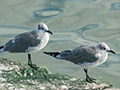 Laughing Gull, Cayo Paredn Grande, Cuba