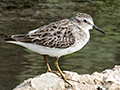 Least Sandpiper, San Luis Ditch, Cuba