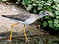 Lesster Yellowlegs, San Luis Ditch, Cuba