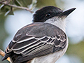 Loggerhead Kingbird, La Chorrera Campismo, Cuba