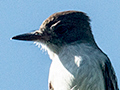 La Sagra's Flycatcher, Guanahacabibes Peninsula, Cuba