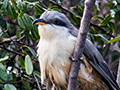 Mangrove Cuckoo, Cayo Guillermo, Cuba