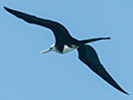 First Year Magnificent Frigatebird, Sol Cayo Coco Hotel, Cuba