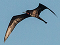 Magnificent Frigatebird, Las Salinas de Brito, Cuba