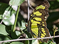 Malachite Butterfly, Guanahacabibes Peninsula, Cuba