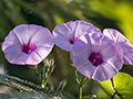 Morning Glory, La Turba, Zapata Peninsula, Cuba