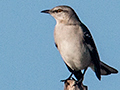 Northern Mockingbird, Guanahacabibes Peninsula, Cuba