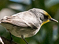 Olive-capped Warber, Los Pinos, Cuba