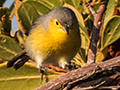 Oriente Warbler, A Cuban Endemic, Cayo Paredn Grande, Cuba