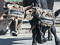 Oxcart, Carretera Central de Cuba