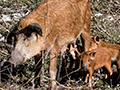 Pigs, Guanahacabibes Peninsula, Cuba