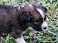 Cuban Puppy, La Chorrera Campismo, Cuba