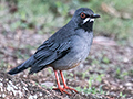 Red-legged Thrush, Santa Clara, Cuba