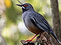 Red-legged Thrush, Havana, Cuba