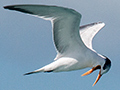 Royal Tern, Sol Cayo Coco Hotel, Cuba