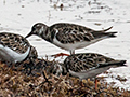 Ruddy Turnstone, Playa Las Coloradas, Cuba