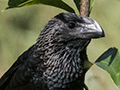 Smooth-billed Ani, Hacienda Cortina, La Gira National Park, Cuba