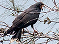 Snail Kite, San Luis, Cuba