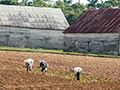 Tobacco Farms, Pinar del Rio, Cuba