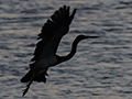 Tricolored Heron, Las Salinas de Brito, Cuba