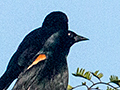 Tawny-shouldered Blackbird, A Cuban Endemic, Refugio de Fauna Bermejas, Cuba