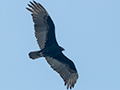 Turkey Vulture, La Cuchilla, Matanzas, Cuba