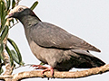 White-crowned Pigeon, Guanahacabibes Peninsula, Cuba