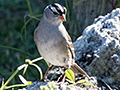 White-crowned Sparrow, Guanahacabibes Peninsula, Cuba