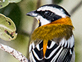 Western Spindalis, Cayo Paredn Grande, Cuba