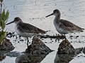 Willet, Las Salinas de Brito, Cuba