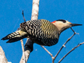 West Indian Woodpecker, La Turba, Zapata Peninsula, Cuba