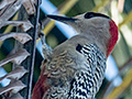 West Indian Woodpecker, Guanahacabibes Peninsula, Cuba