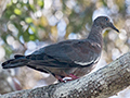 White-winged Dove, Guanahacabibes Peninsula, Cuba