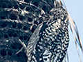 Yellow-bellied Sapsucker, Santa Clara, Cuba