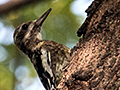 Yellow-bellied Sapsucker, La Boca de Guam, Zapata Peninsula, Cuba