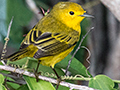 Yellow Warbler - Cuban Subspecies Golden Warbler, Cayo Paredn Grande, Cuba