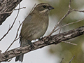 Zapata Sparrow - A Cuban Endemic, Cayo Paredn Grande, Cuba