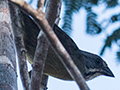 Zapata Sparrow, A Cuban Endemic, La Turba, Zapata Peninsula, Cuba