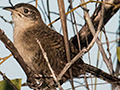 Zapata Wren, A Cuban Endemic, La Turba, Zapata Peninsula, Cuba