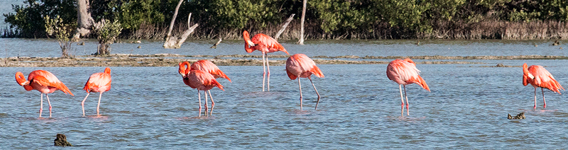 American Flamingo, Las Salinas de Brito, Cuba