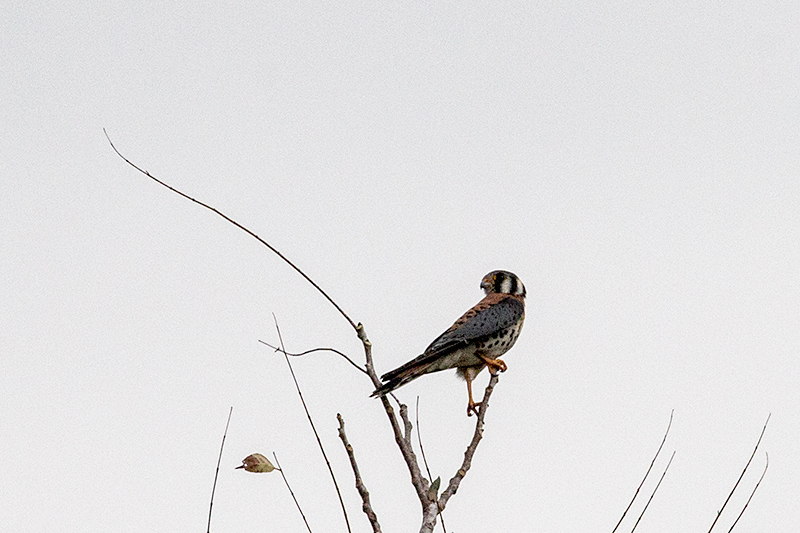 American Kestrel - North American Migratory Race, Guanahacabibes Peninsula, Cuba