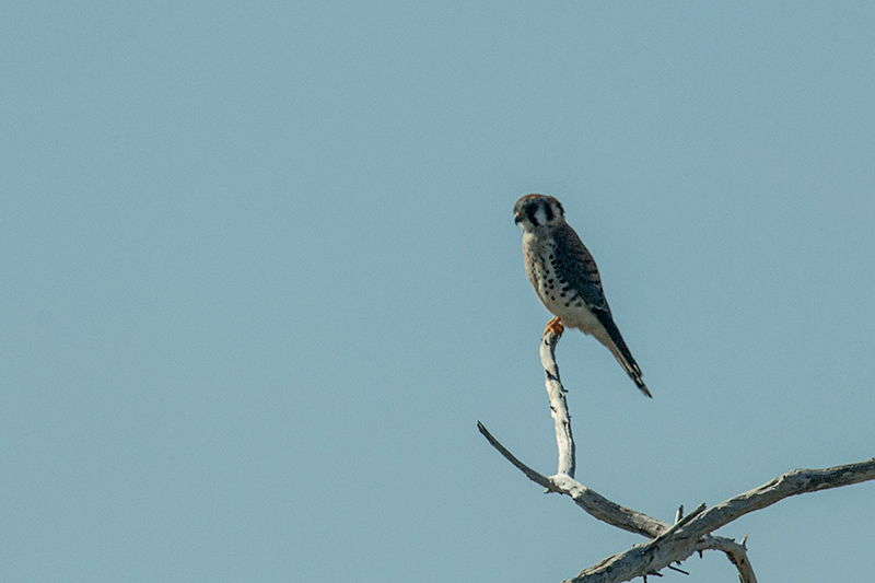 American Kestrel - North American Migratory Race, Guanahacabibes Peninsula, Cuba