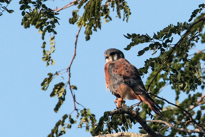 Red Morph American Kestrel - Cuban Subspecies, Hacienda Cortina, La Gira National Park, Cuba