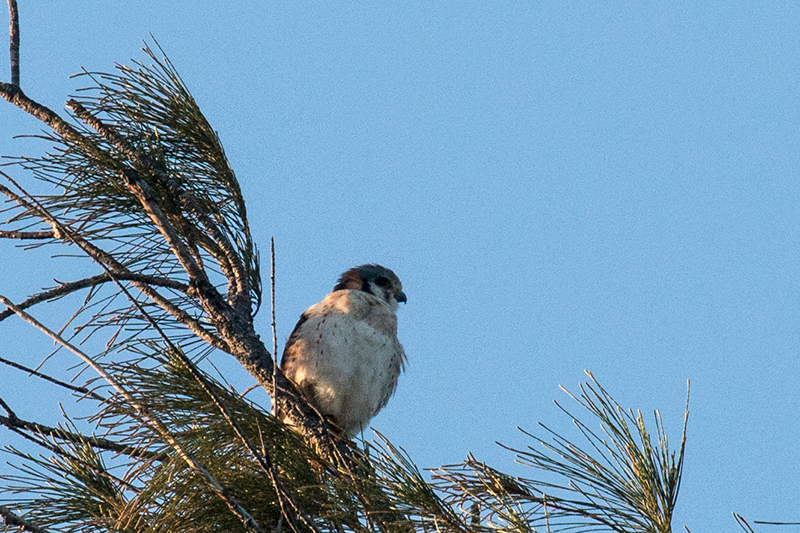 White Morph American Kestrel - Cuban Subspecies, Hacienda Cortina, La Gira National Park, Cuba